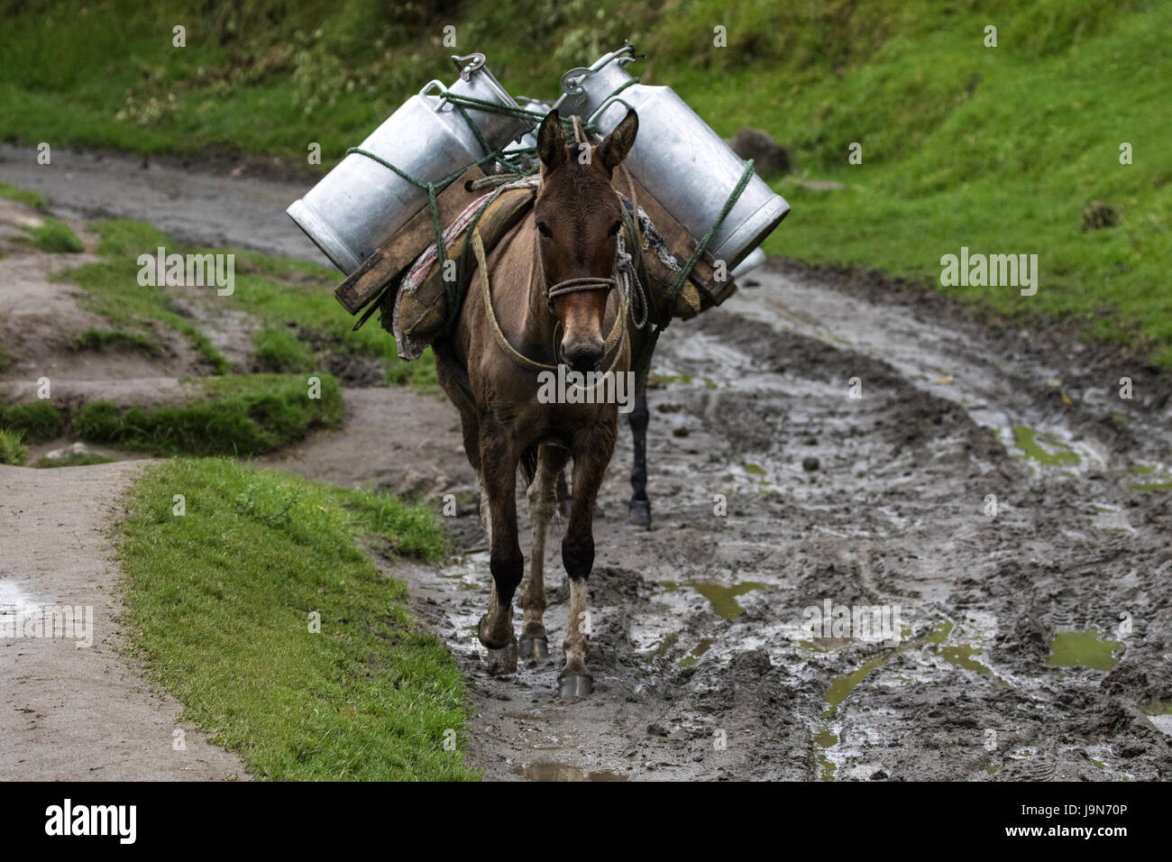 Mula transportar leche a ranchos en el Valle de Cocora en Colombia  Sudamérica Fotografía de stock - Alamy