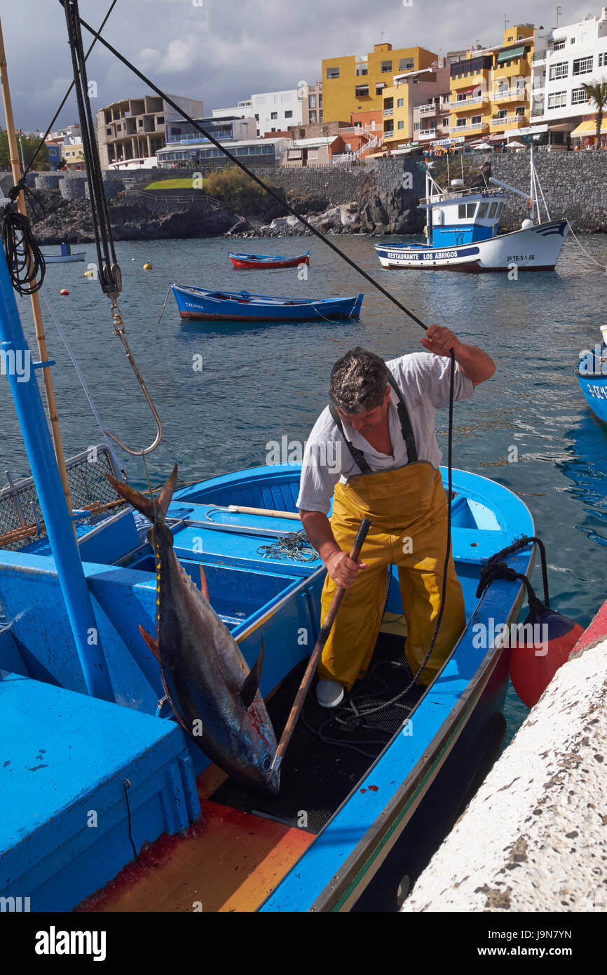 Los pescadores descargando una captura de atún en Los Abrigos, Tenerife, Islas Canarias, España. Foto de stock