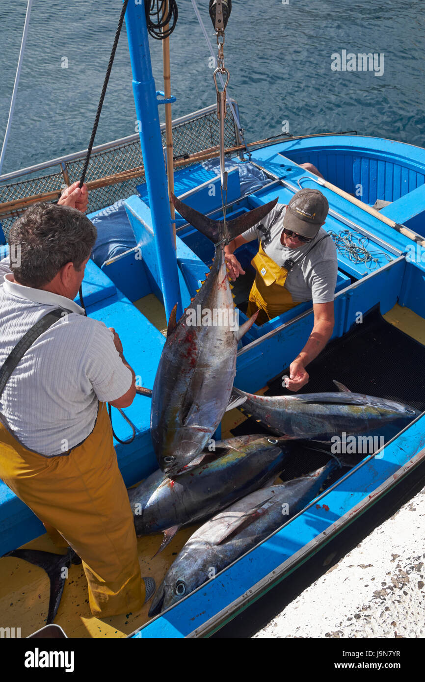 Los pescadores descargando una captura de atún en Los Abrigos, Tenerife, Islas Canarias, España. Foto de stock