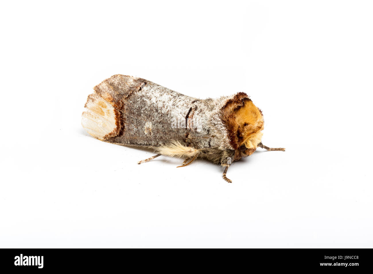 Buff-punta, polilla Phalera bucephala, sobre fondo blanco. Catbrook, Monmouthshire, Mayo. Familia Notodontidae. Imita una ramita rota a pasar desapercibidas. Foto de stock