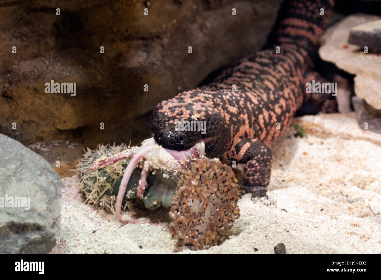 El monstruo de gila come rata fotografías e imágenes de alta resolución -  Alamy