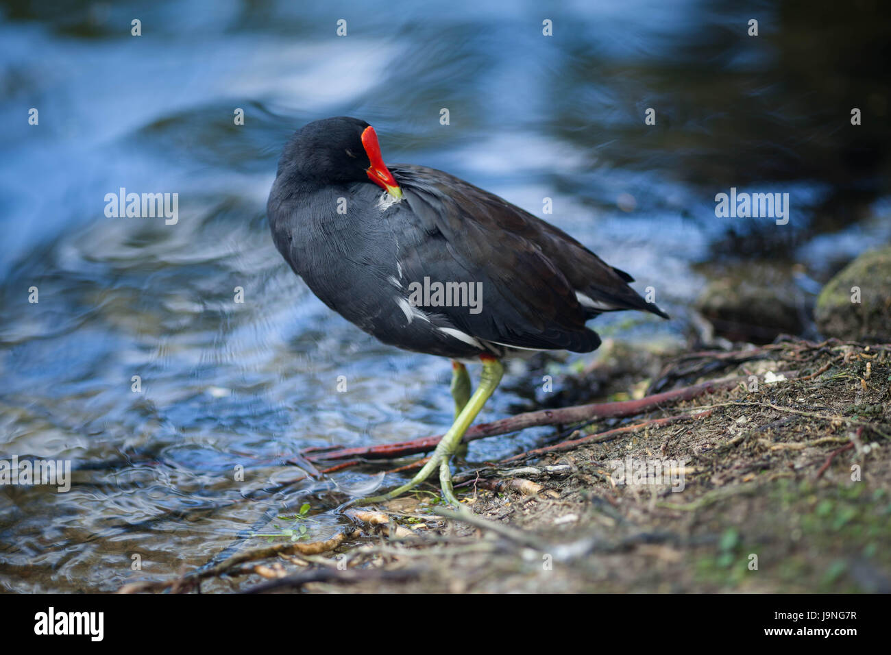 Un pájaro negro con un pico rojo caminatas en el parque alrededor del estanque. Foto de stock