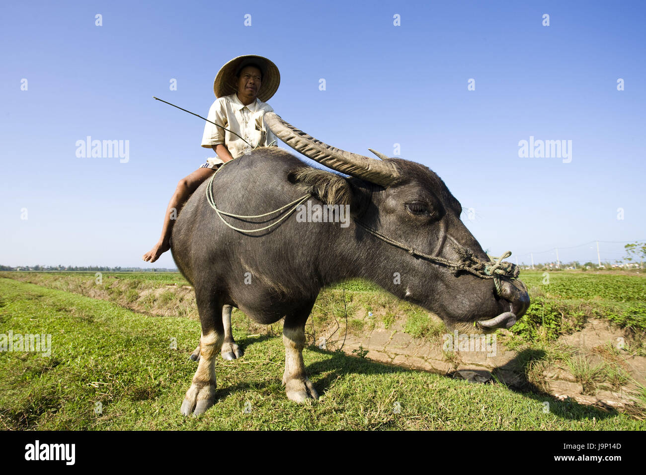 Vietnam,Hoi,campo,peon,ox,ride, Foto de stock