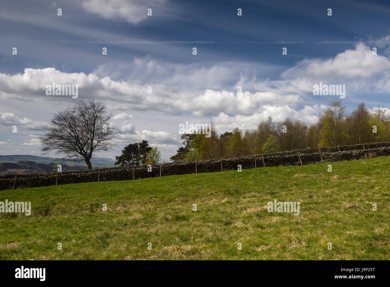 Campo de hierba y drystone pared con un hermoso cielo en los valles de Yorkshire Foto de stock