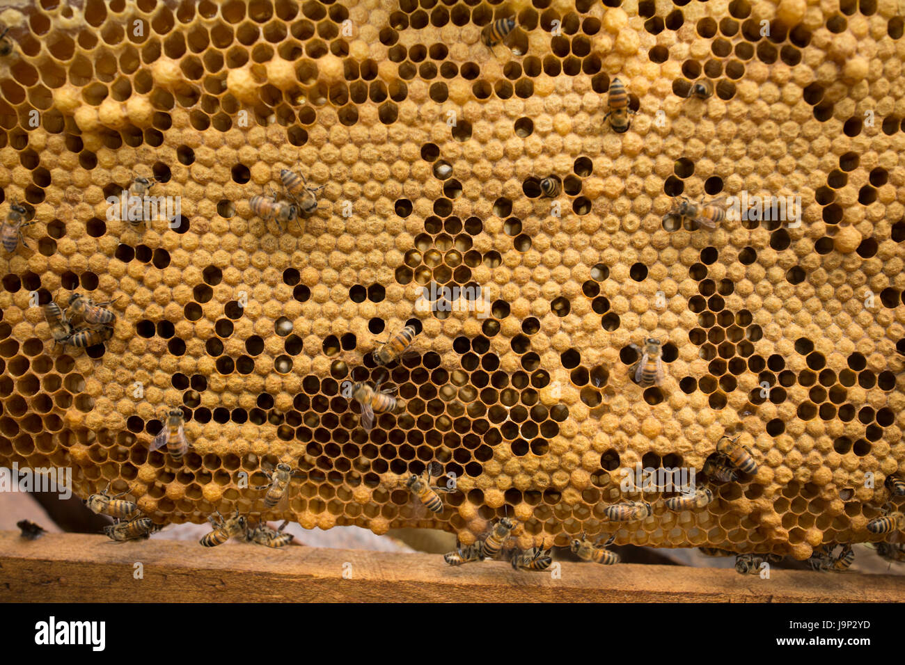 La miel es cosechada de colmenas y marcos en el departamento de León, Nicaragua. Foto de stock