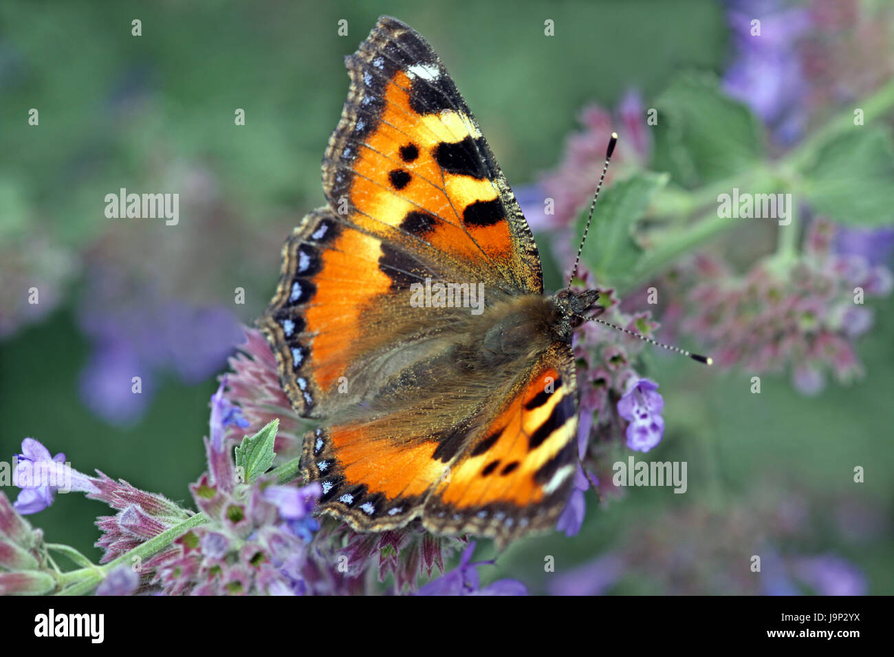 Mariposa, macro, close-up, macro admisión, vista cercana, mariposa, Foto de stock