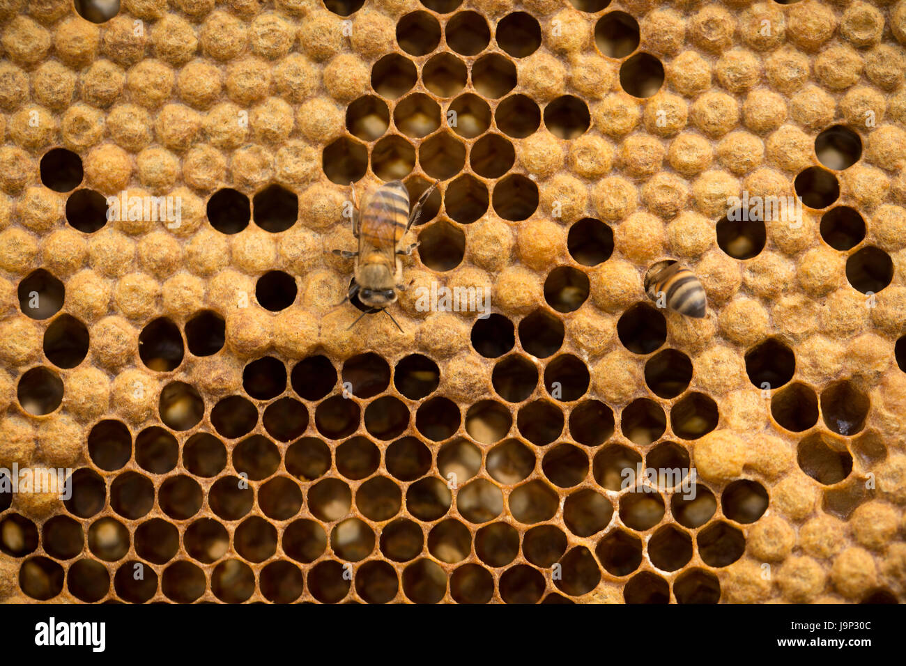 La miel es cosechada de colmenas y marcos en el departamento de León, Nicaragua. Foto de stock