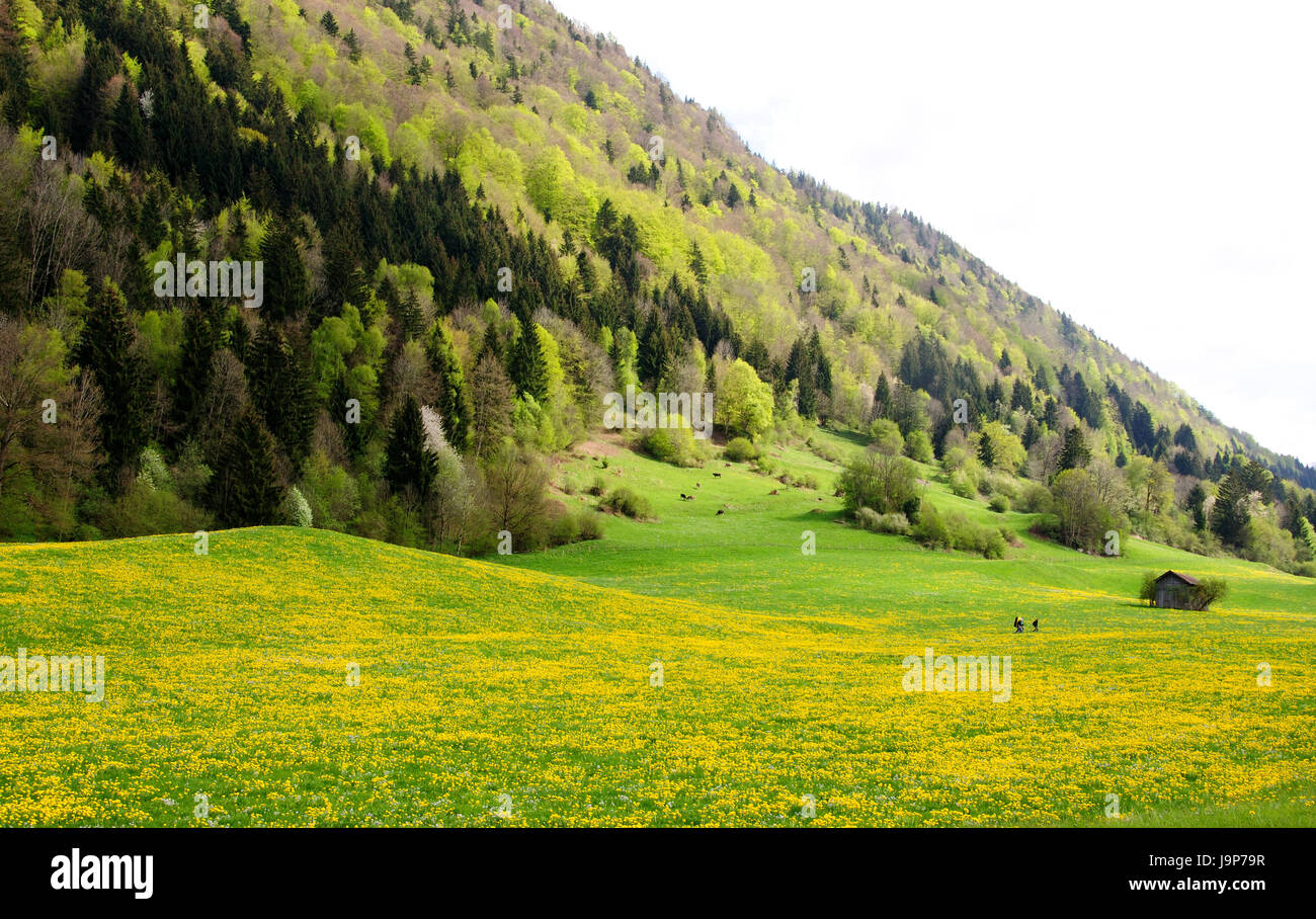 Árbol, árboles, caminar, practicar senderismo, pasear, resorte allgu, bosque, migrar, libro Foto de stock