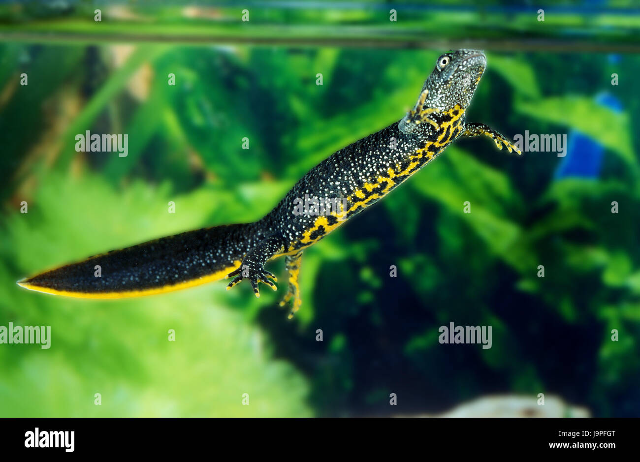 Agua alpina salamander,Triturus alpestris, Normandía, Francia, Foto de stock