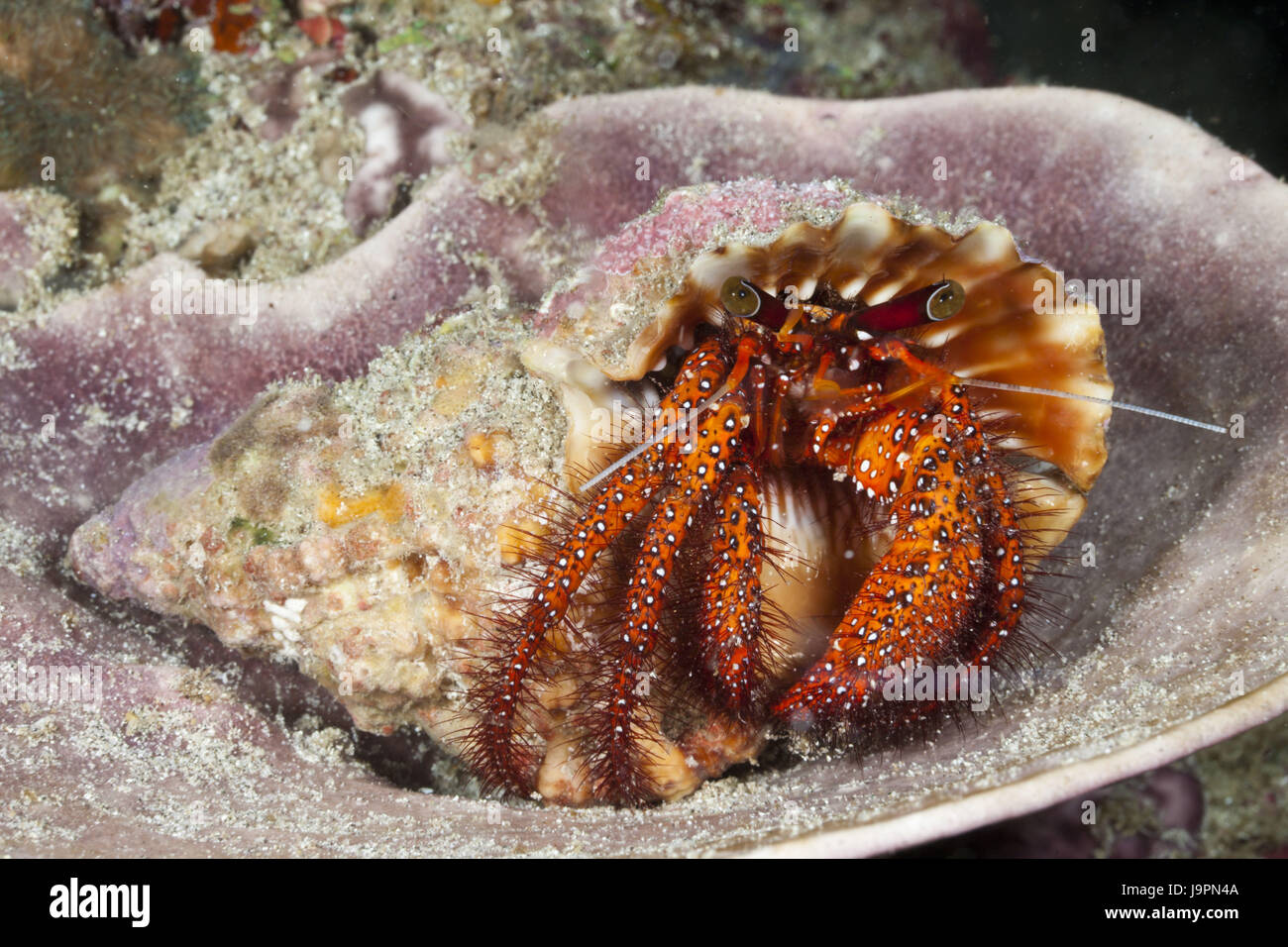 Rojo,cangrejo ermitaño Dardanus megistos,Raja Ampat,Papua occidental, Indonesia, Foto de stock