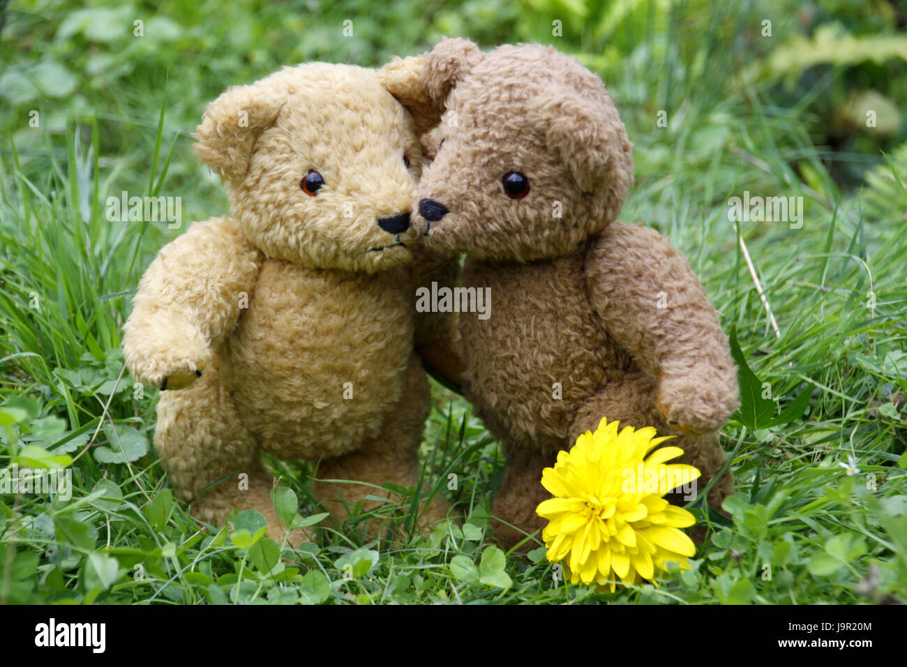 Amistad, Teddy bear, osito de peluche, teddies, abrazo, alcance, osos,  amigos Fotografía de stock - Alamy
