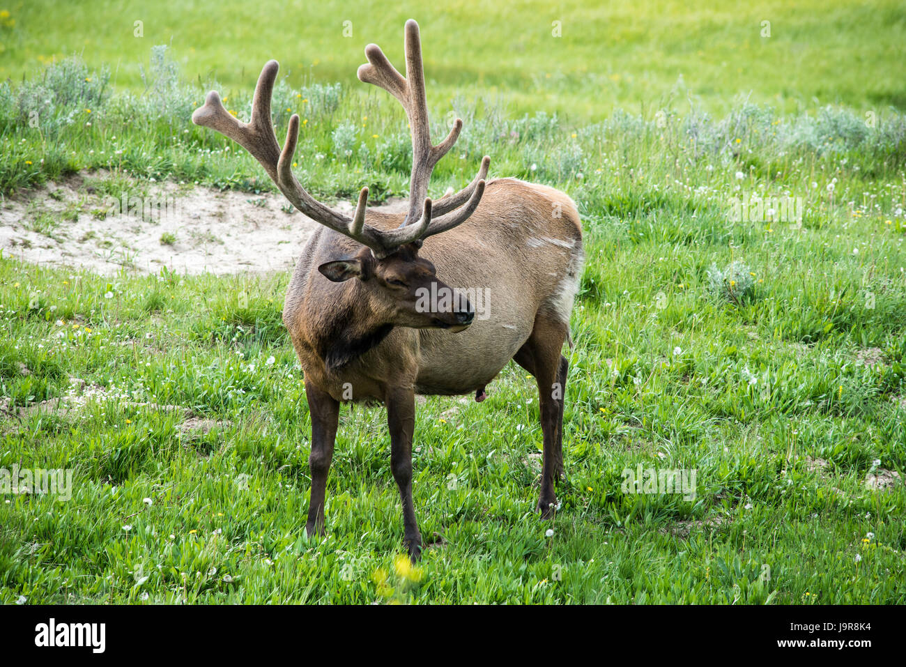 Un macho de Elk en el Parque Nacional de Yellowstone. Foto de stock