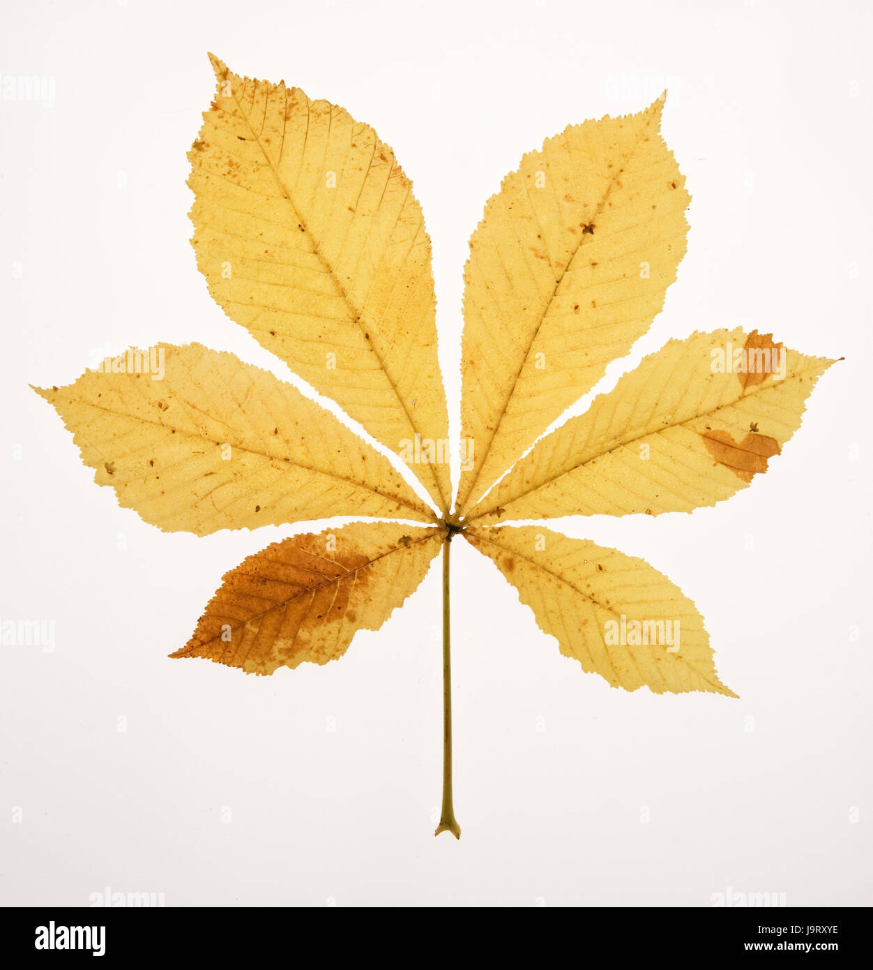 Hojas de castaño,autumnally,hojas de plantas,hojas,castaños,otoño,amarillo,follaje,otoño follaje,otoño,la naturaleza,estructura,Frei,placa de luz transmitida,tinte,temporada,Castanea, Foto de stock