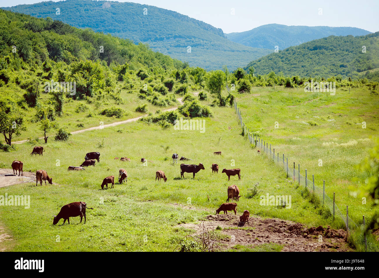 Rebaño de vacas. Las vacas en el campo. Las vacas que pastan en los prados verdes Foto de stock