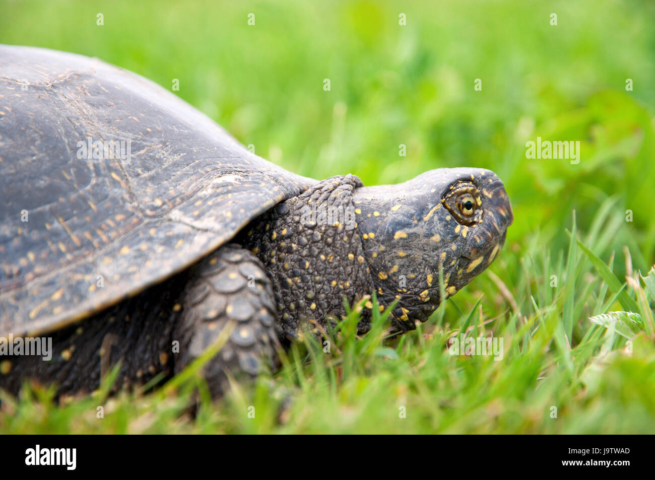 Animales salvajes, pantano, reptiles, tortugas, prehistóricos, naturaleza,  tortuga, perfil Fotografía de stock - Alamy