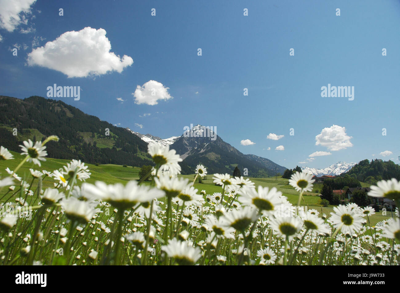 Montañas, Alpes, primavera, flor pradera allgu, el paisaje, el paisaje, la naturaleza, Foto de stock