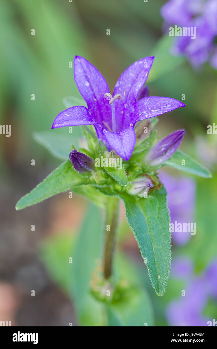 Azul, Púrpura bellflower, azul, Brilla, brilla, brillante, Lucent, Luz, serena, Foto de stock