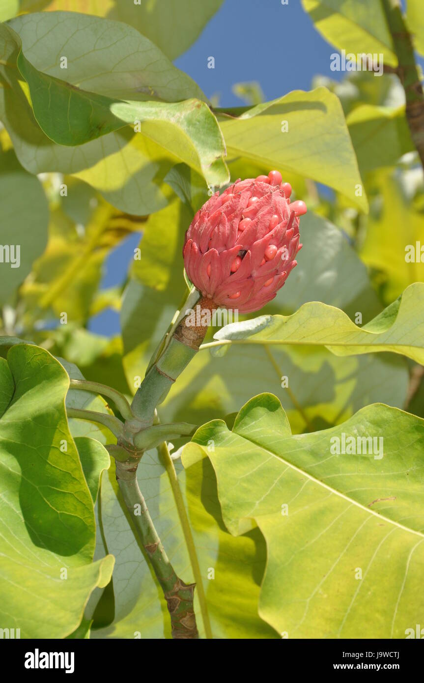 Arbusto, magnolia, planta, planta decorativa, naturaleza, groblattmagnolie, magnolia Foto de stock
