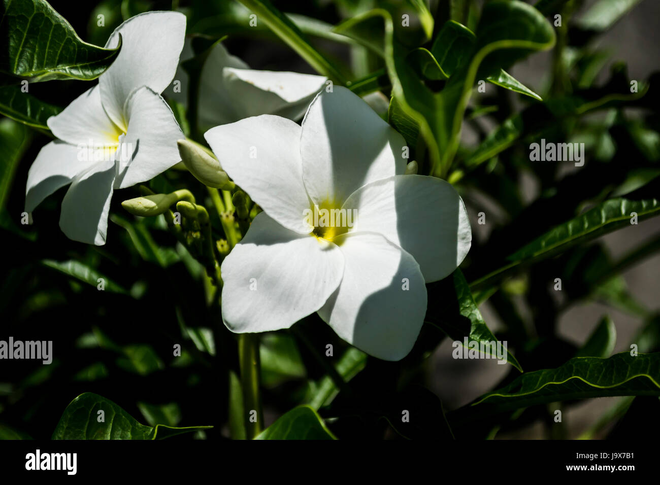 Hermosa flor de un día soleado Fotografía de stock - Alamy