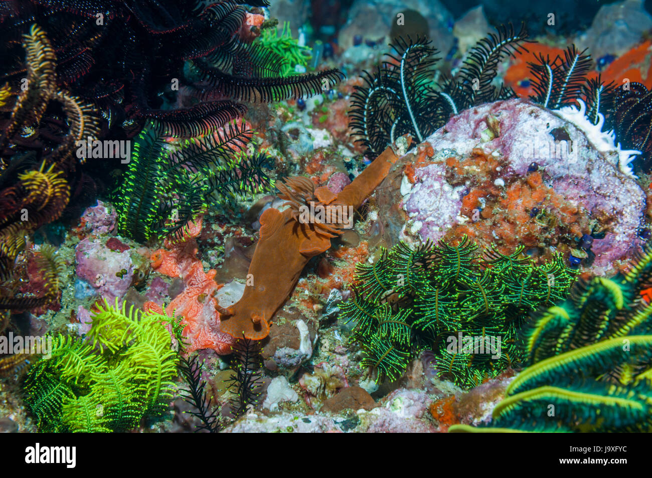 [Ceratosoma Nudibranch gracillimum] sobre arrecifes de coral con mar squiirts y estrellas de plumas. Indonesia. Foto de stock