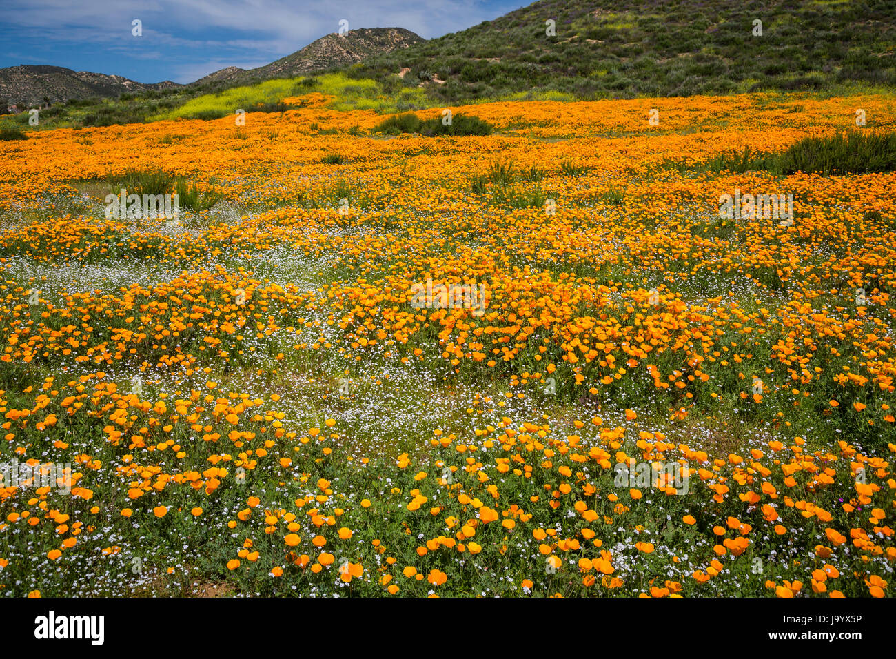La primavera amapola de California florece en la ladera de una colina, cerca de Murrieta, California, USA. Foto de stock