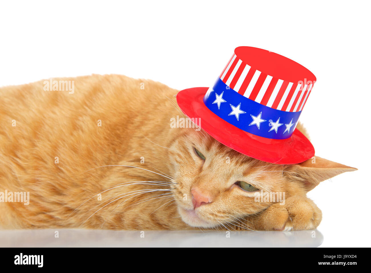 Gato con sombrero fotografías e imágenes de alta resolución - Alamy