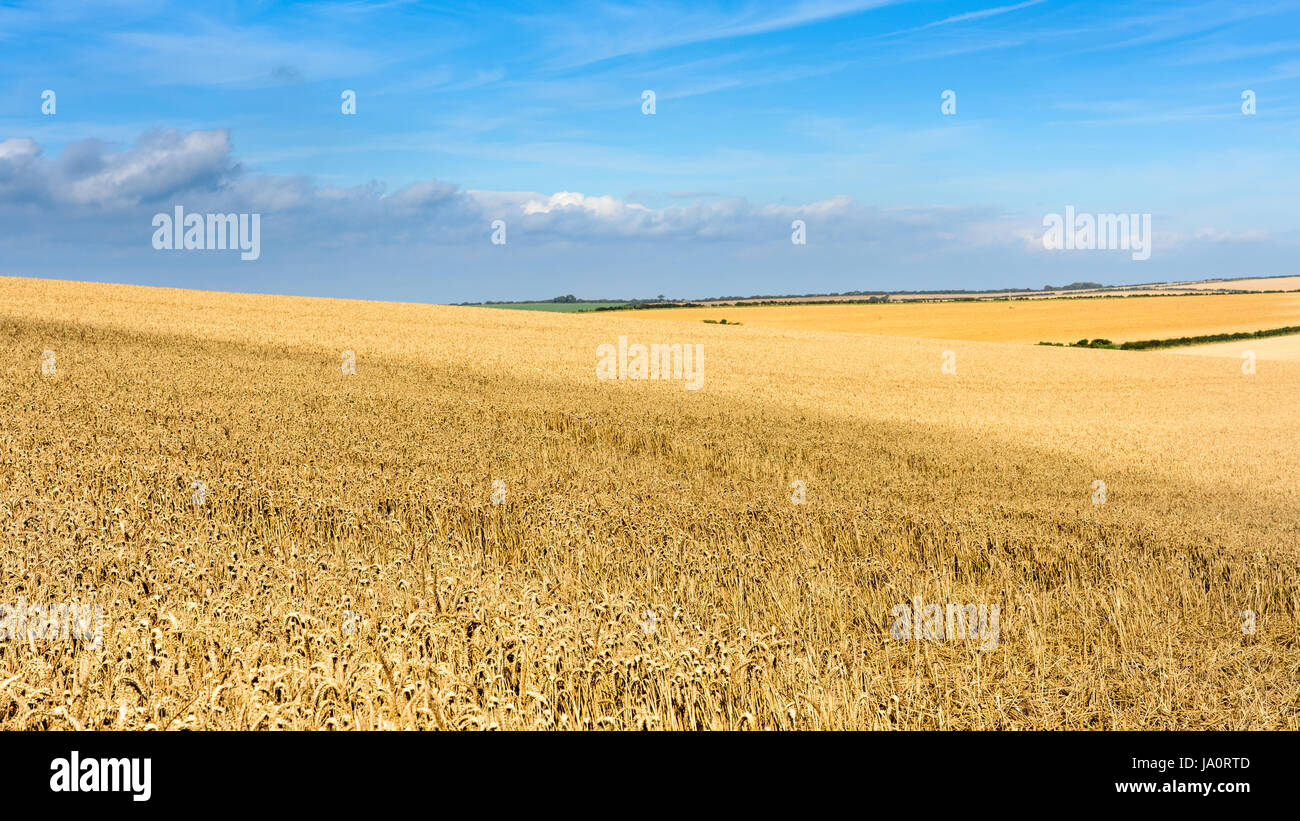 Un campo de trigo madura de oro iluminado en el sol de verano en el paisaje ondulado de la South Dorset Downs, junto a la Costa Jurásica, cerca de Weymouth. Foto de stock