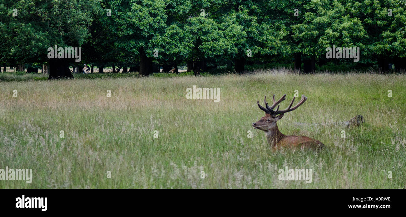 Venados descansando medio escondida en la pradera en Richmond Park de Londres. Foto de stock