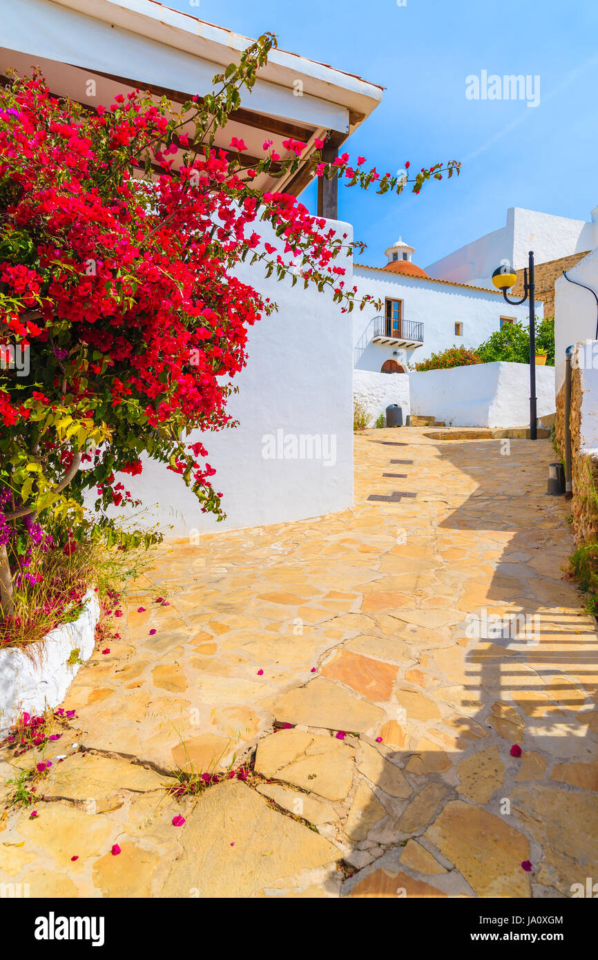 Calle con buganvillas flores y típicas casas blancas en la zona de Puig de  Missa de Santa Eularia Town, la isla de Ibiza, España Fotografía de stock -  Alamy