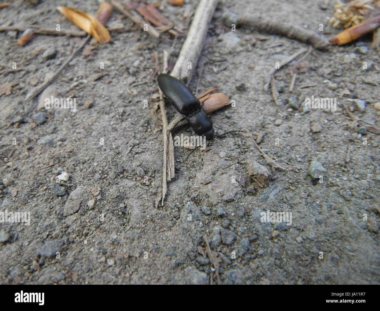 Escarabajo negro Foto de stock
