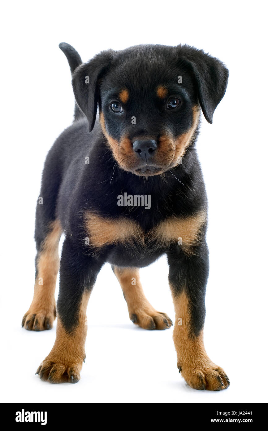 Animal, mascota, perro, cachorro, cachorro, bebé, rottweiler, jóvenes,  jóvenes, retrato Fotografía de stock - Alamy
