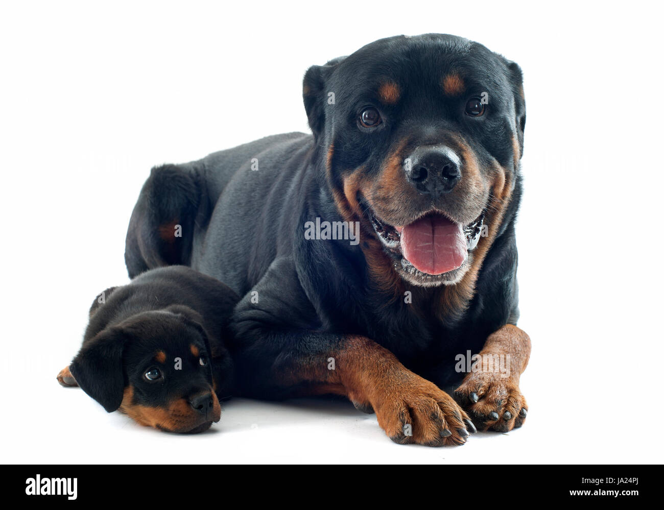 Hembra, PET, macho, masculino, perro, adultos, cachorros, adultos rottweiler,  dos Fotografía de stock - Alamy