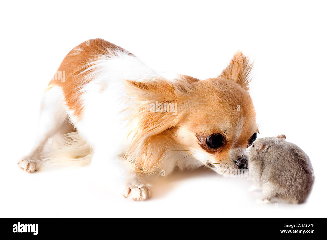 El perro, el ratón, hámster, amistad, bella beauteously, Niza, animal,  mascota Fotografía de stock - Alamy