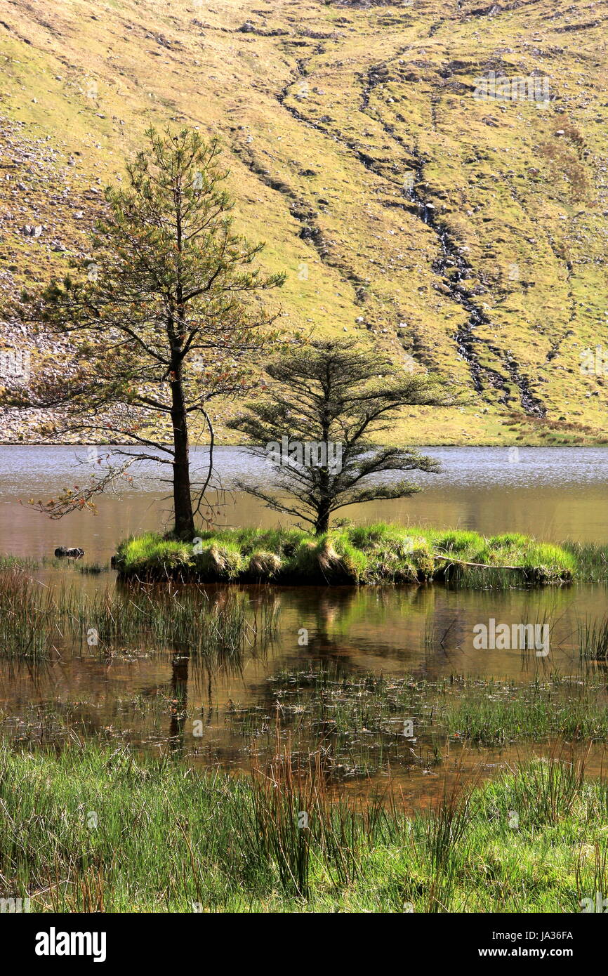 Árbol, PARK, Irlanda, reserva natural, el agua dulce, el lago, las aguas continentales, agua, Foto de stock