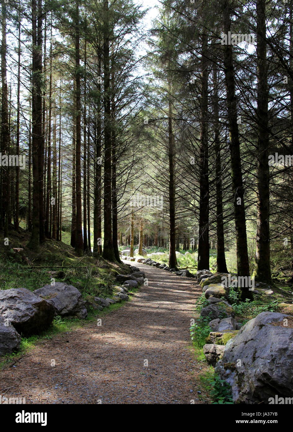 Árbol, Parque, senderismo, trekking, pasear, Irlanda, reserva natural, ruta, camino, Foto de stock