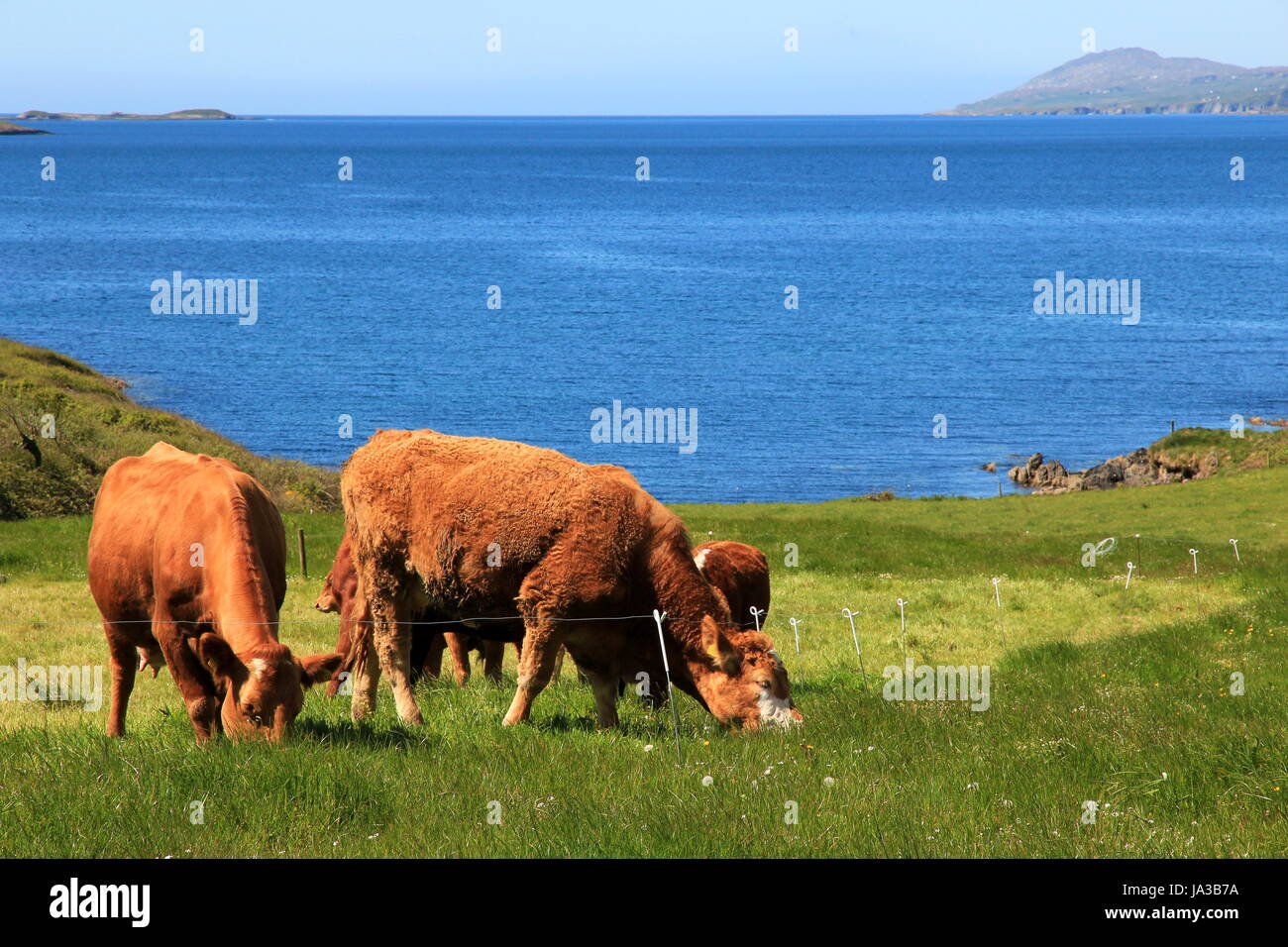 Ruina, vaca, Irlanda, pastar, pradera, agua salada, mar, océano, agua, sauce, azul Foto de stock