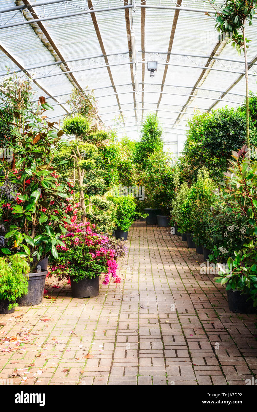 Casa Verde con macetas de plantas y florecen azaleas. Antiguo invernadero interior en día soleado Foto de stock