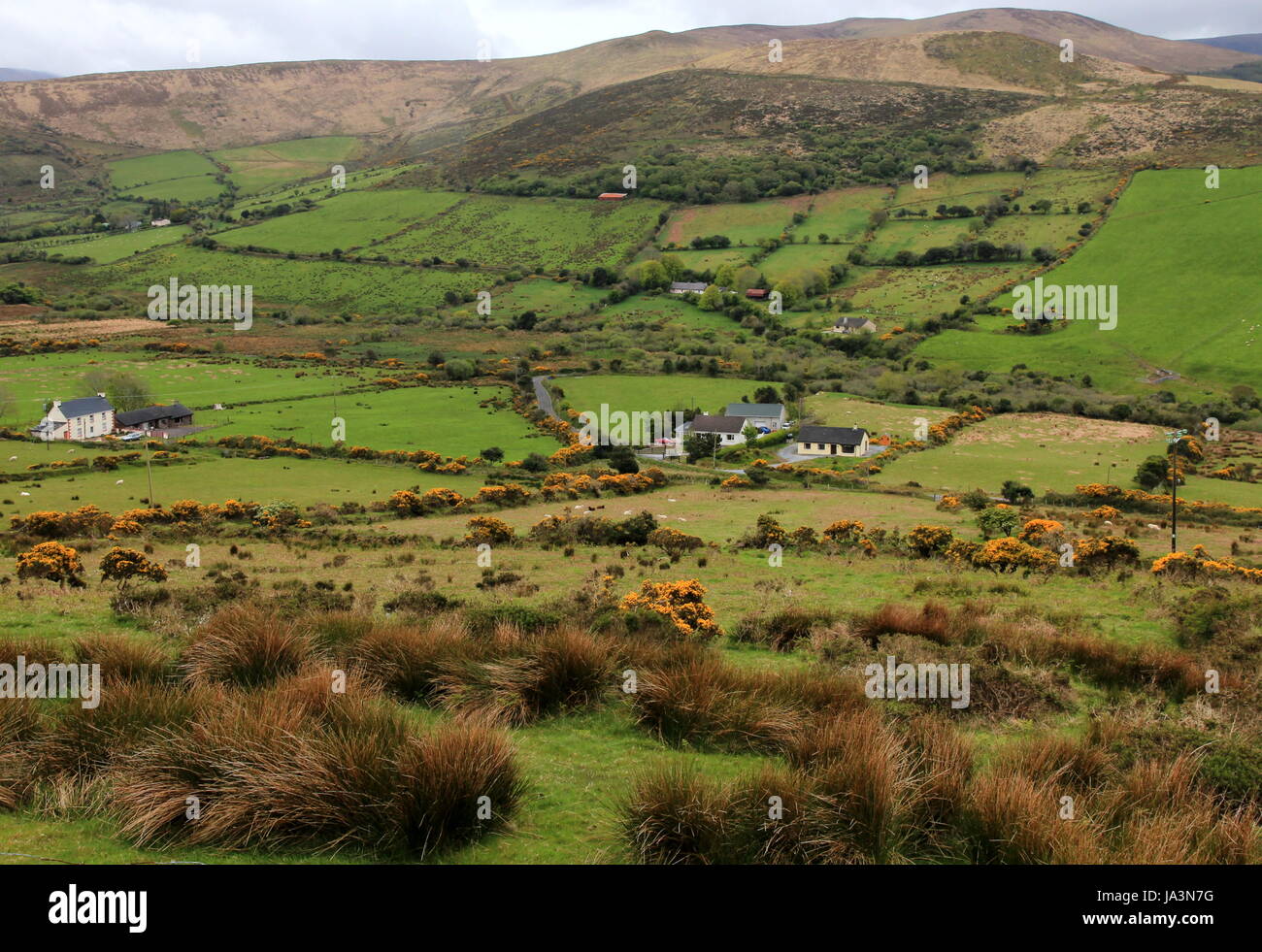 El bucólico, verde, Irlanda, Irish, pradera, el paisaje, el paisaje, la naturaleza, sauce, Foto de stock