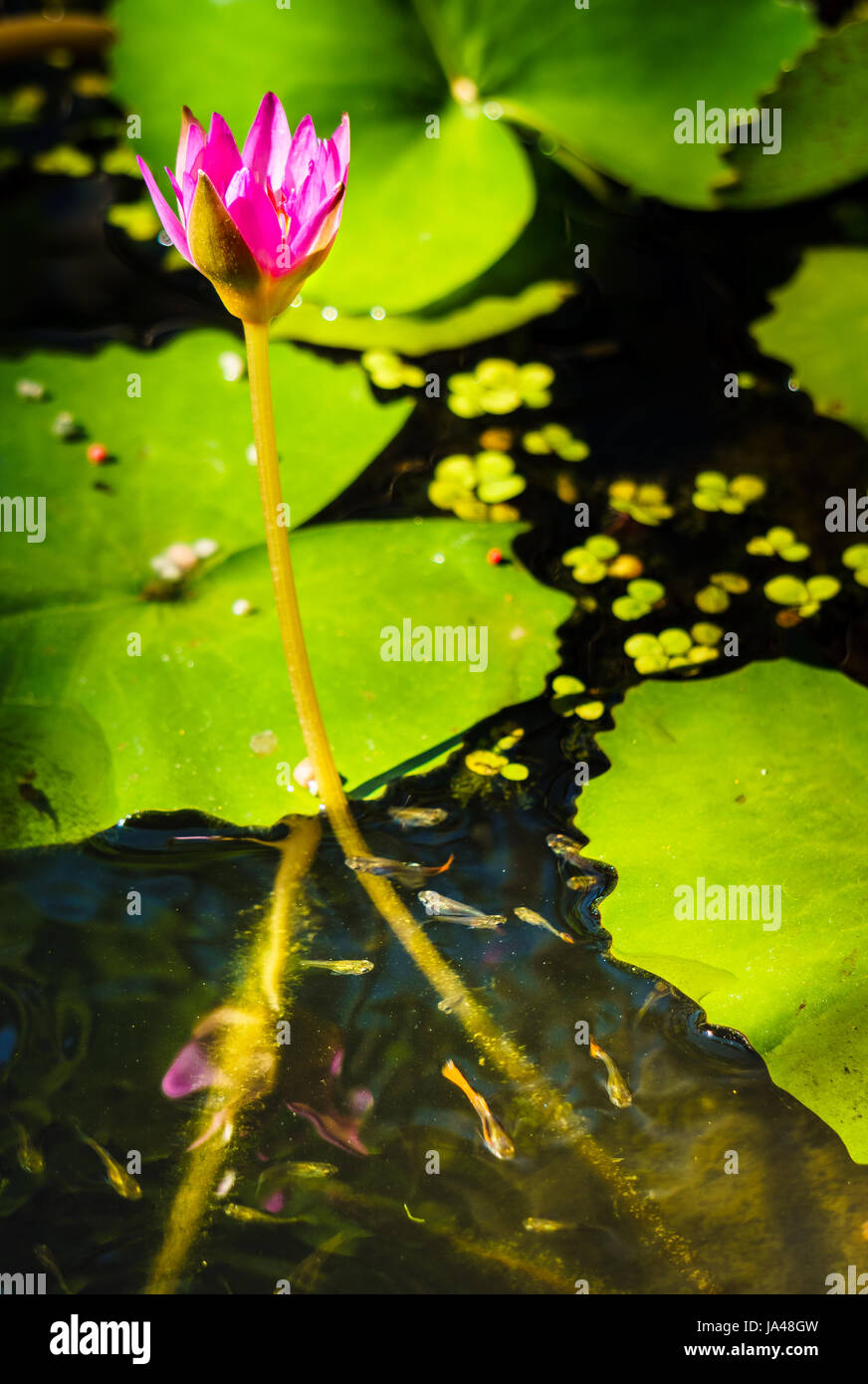 Cerca De Lila Flor De Loto En Un Estanque Con Hojas Verdes Flotando En La Superficie Del Agua Multicolor Pequenos Peces Que Nadan Cerca Del Bebe Fotografia De Stock Alamy