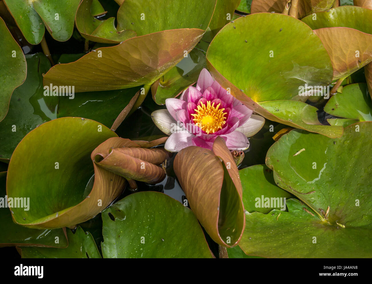 Cerca de una sola rosa nenúfar, Nymphaeaceae, en el estanque de jardín, East Lothian, Escocia, Reino Unido Foto de stock