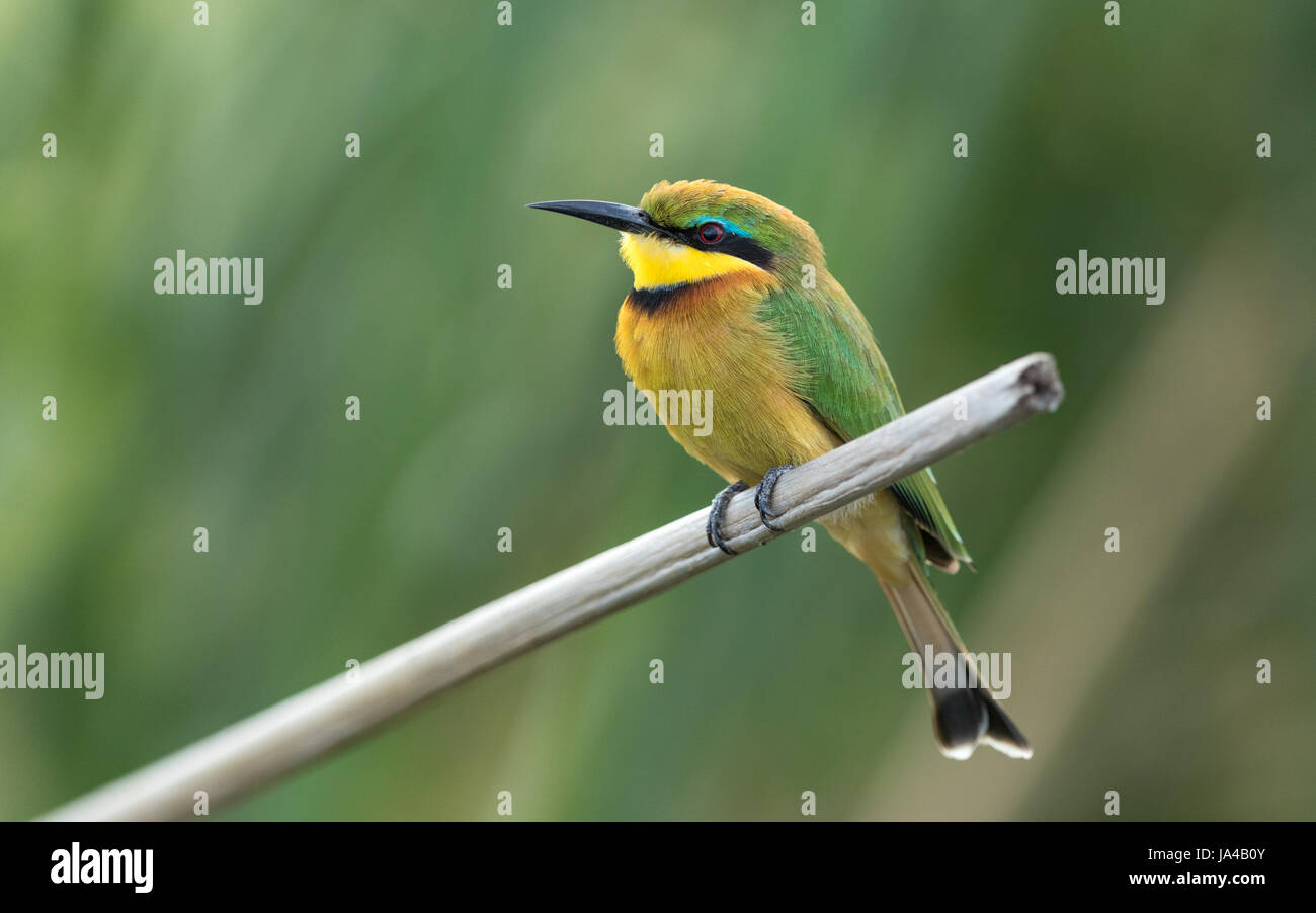 Little Bee eater en una percha reed en río Chobe en Botswana Foto de stock