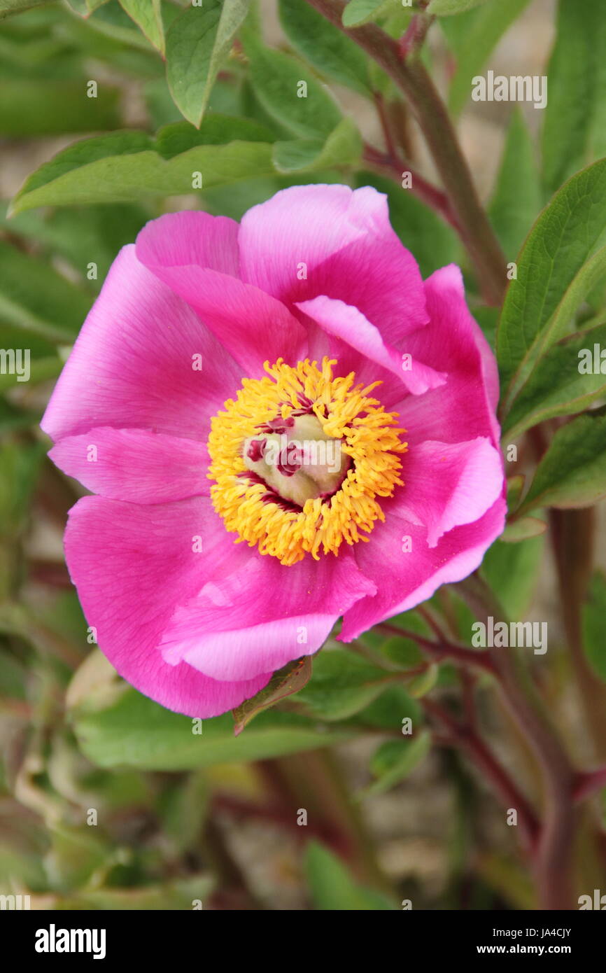 Common Peonía (paeonia officinalis) en plena floración en la frontera de un jardín inglés - Mayo Foto de stock