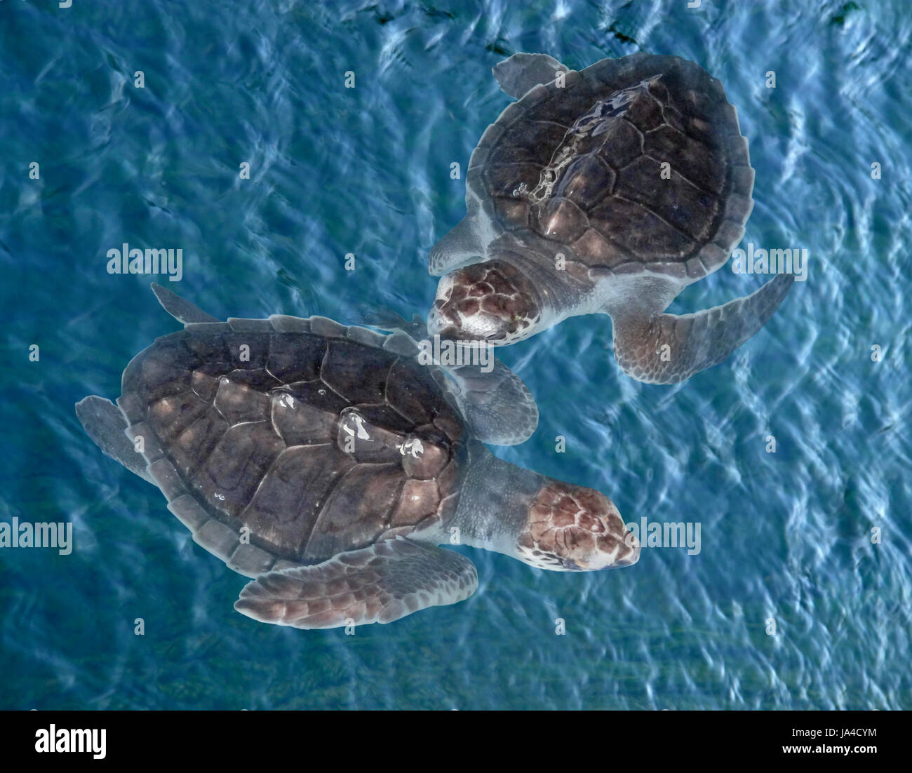 Los jóvenes tortugas marinas en agua azul visto desde arriba Foto de stock