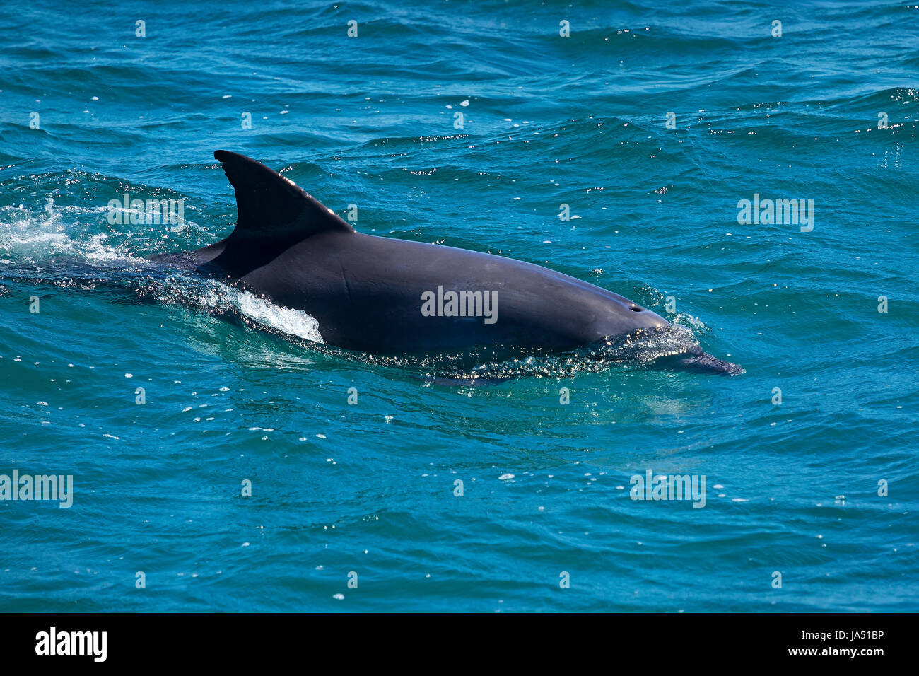 Delfines en Nelson Bay, Australia. Foto de stock