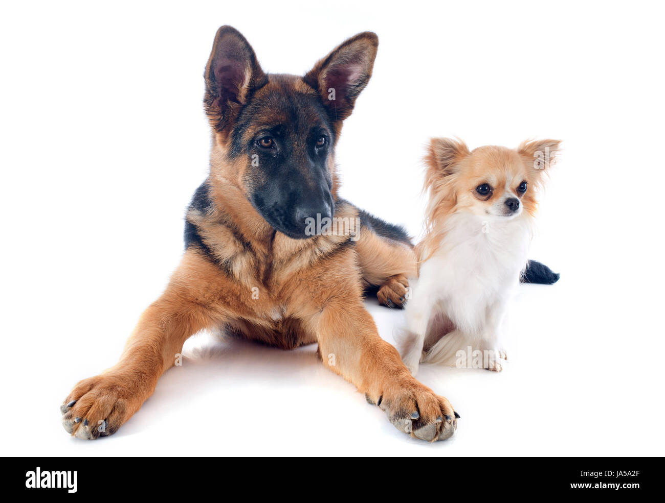 German shepherd dog's eyes fotografías e imágenes de alta resolución - Alamy