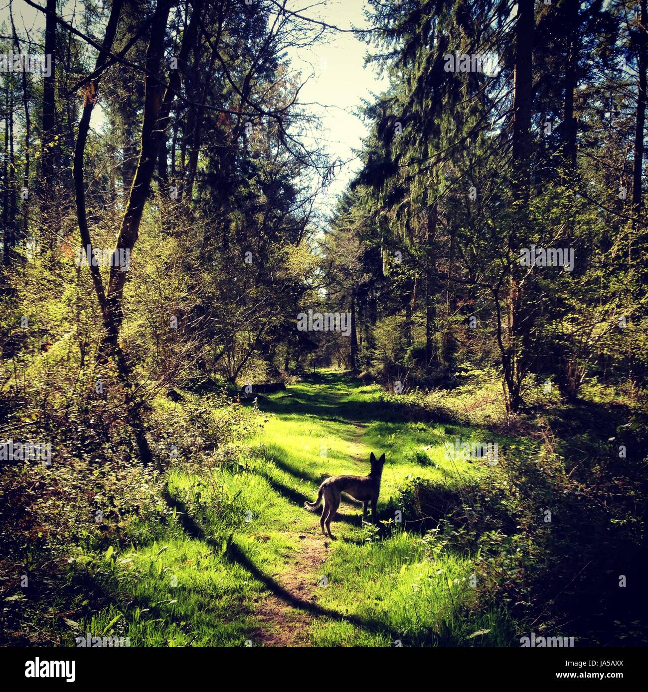 Perro a pasear en el bosque Foto de stock
