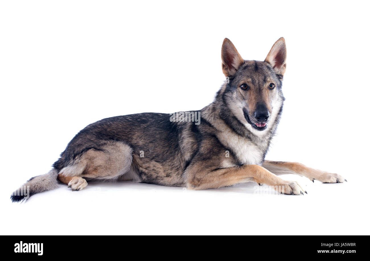 Perro, lobo, peligro, bella beauteously, Niza, Eslovaquia, Studio One, Foto de stock