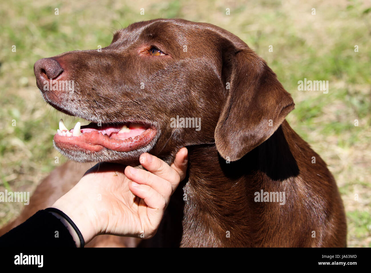 Un perro obteniendo un arañazo en la barbilla Fotografía de stock - Alamy