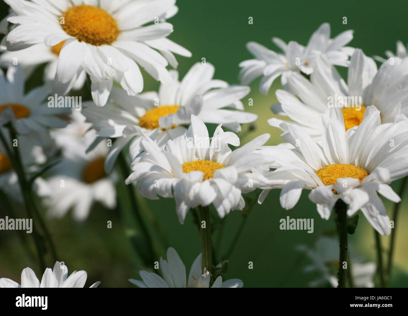 Marguerite, flor pradera, manzanilla, frescura, Marguerite, flor prado. Foto de stock