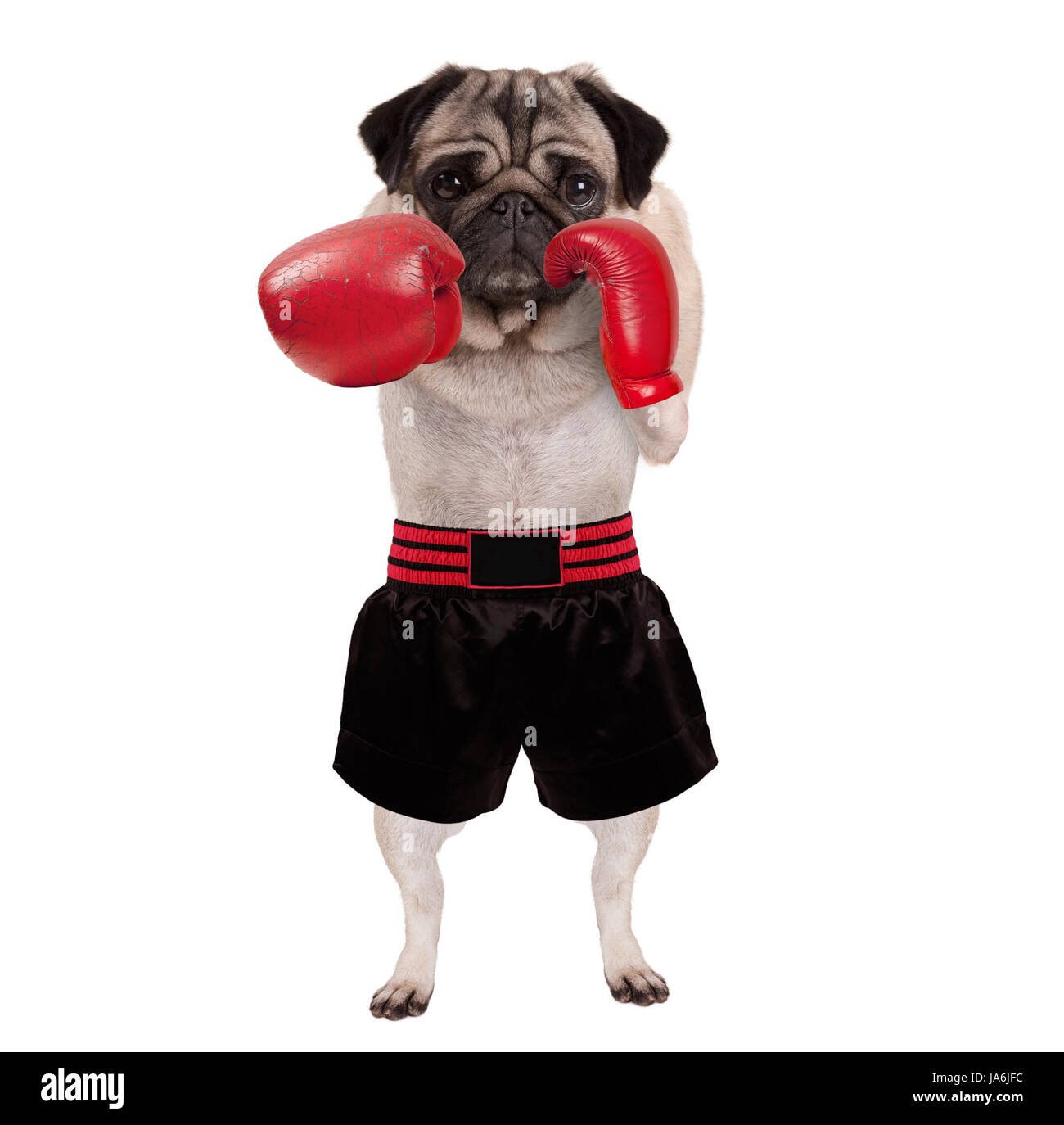 Cool boxer perro pug permanente puñetazos con guantes de boxeo de cuero rojo y shorts, aislado sobre fondo blanco. Foto de stock